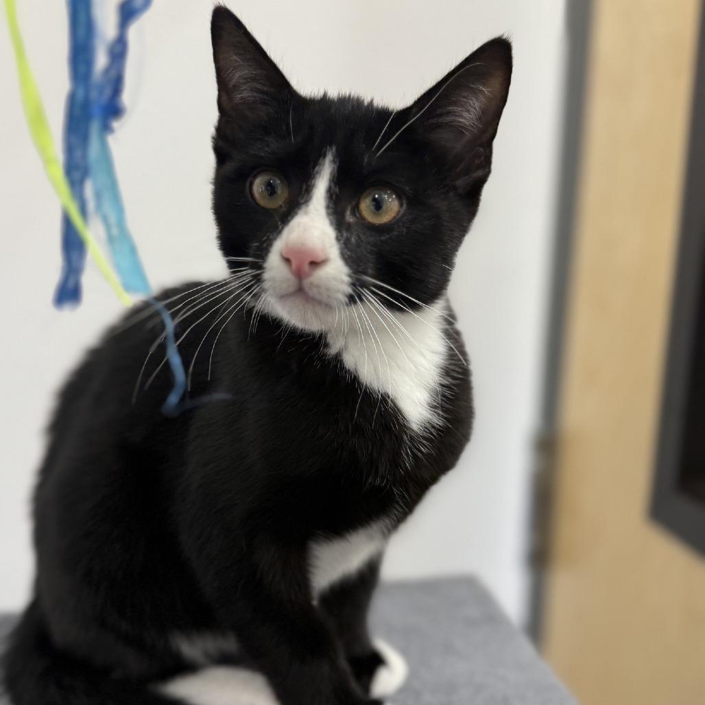 Mischief 2025, a Adoptable Domestic Short Hair in Bensalem, PA image 2/4