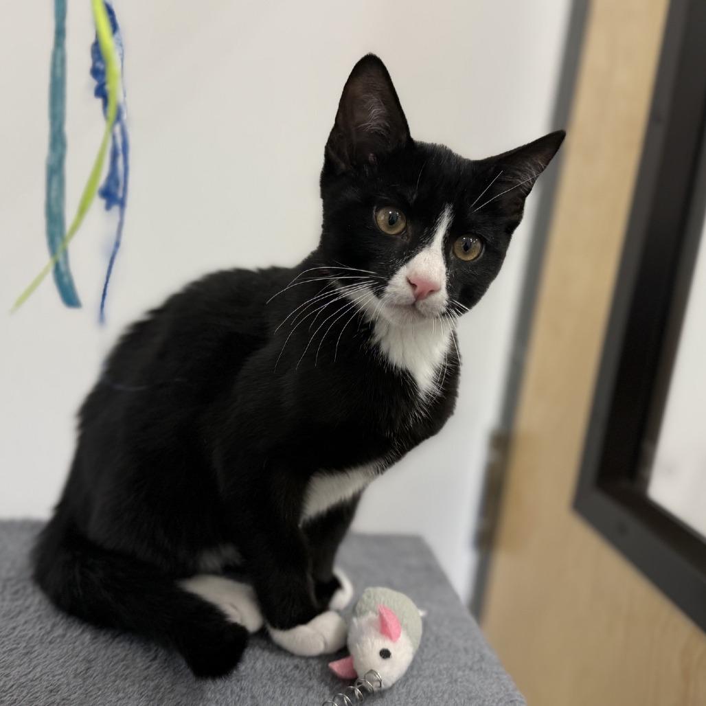 Mischief 2025, a Adoptable Domestic Short Hair in Bensalem, PA image 3/4