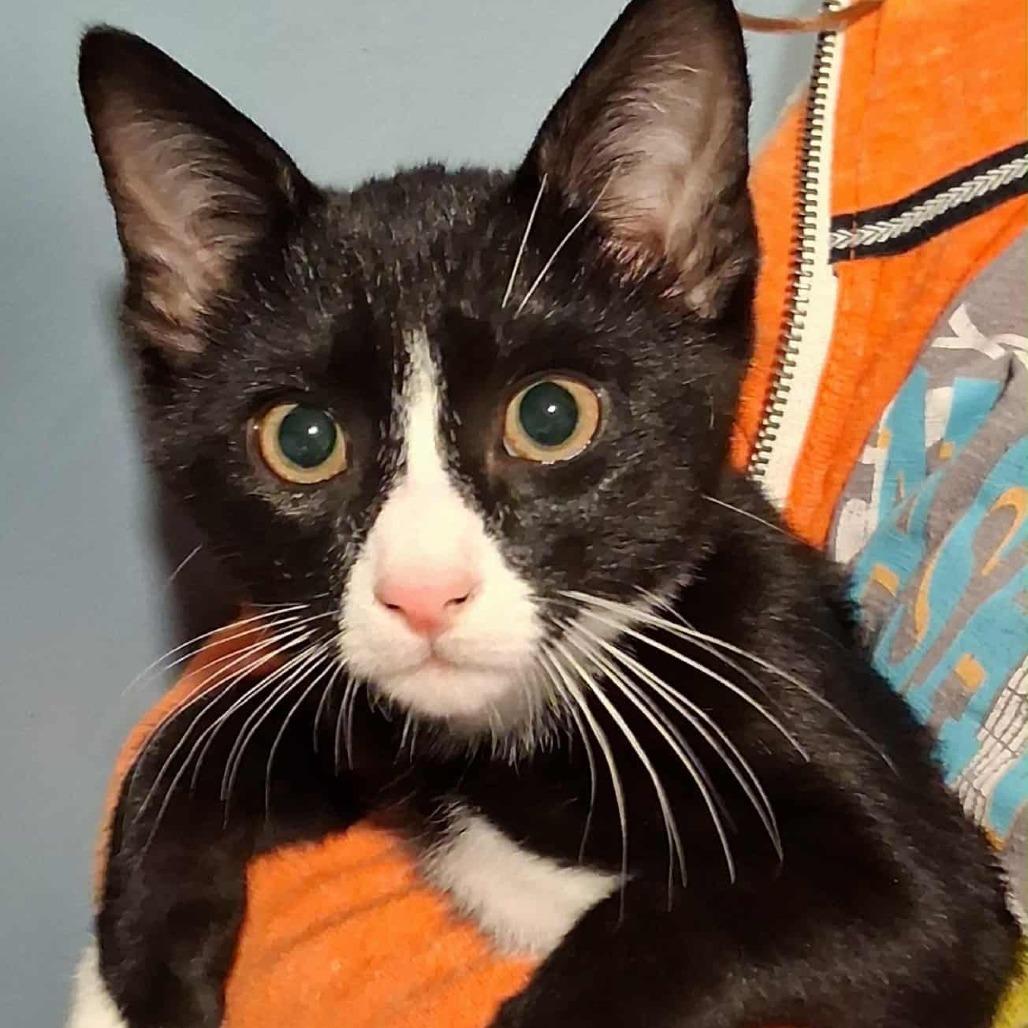 Mischief 2025, a Adoptable Domestic Short Hair in Bensalem, PA image 4/4