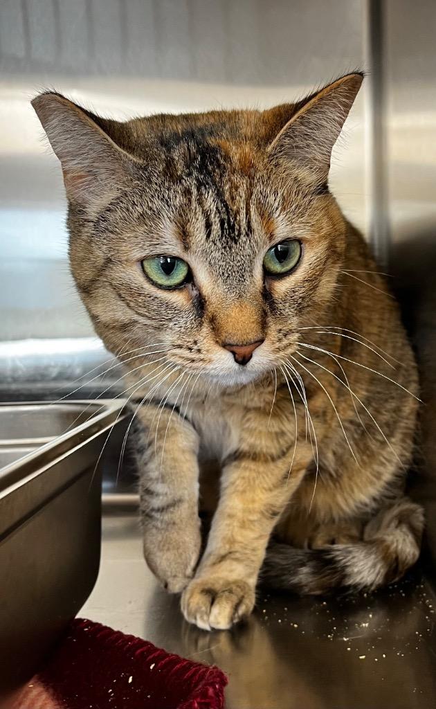 Chai, Adoptable, Adult Female Domestic Short Hair.