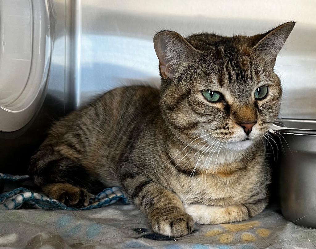 Enlarge Chai, a Adoptable mixed breed in Logan, UT image 2/2