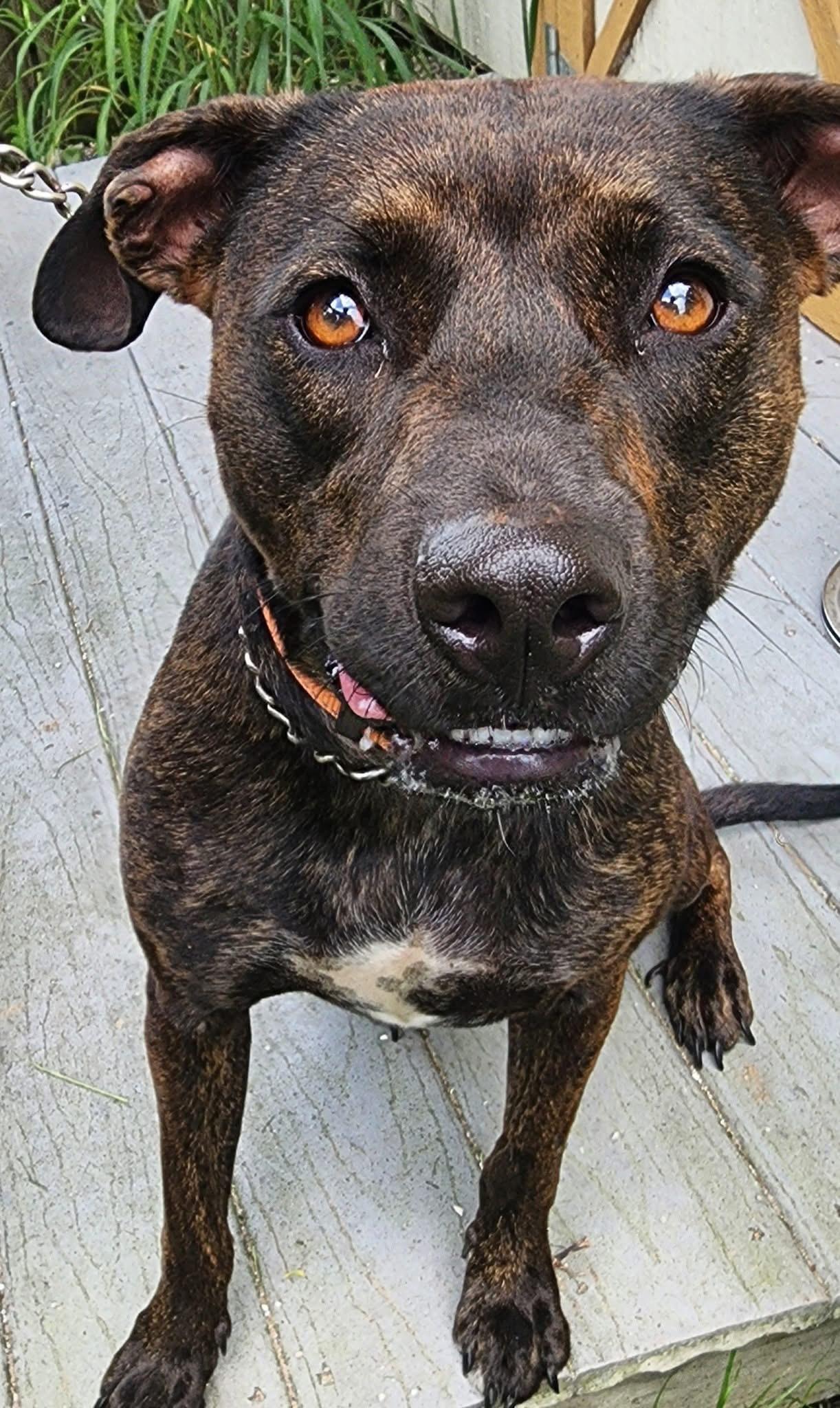 Coco, Adult Female unknown