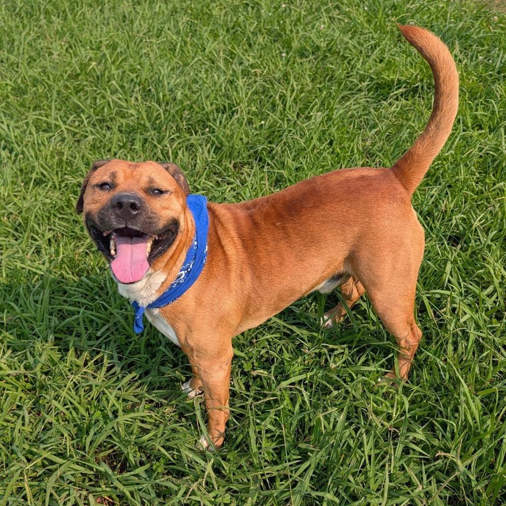 Nyeko, a Adoptable Mixed Breed in Columbiana, AL image 1/6