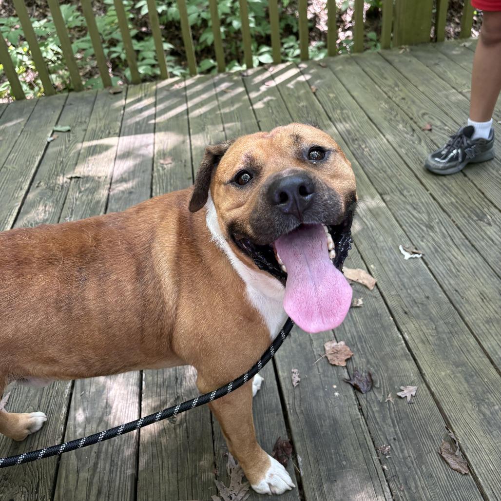 Enlarge Nyeko, a Adoptable Mixed Breed in Columbiana, AL image 2/5
