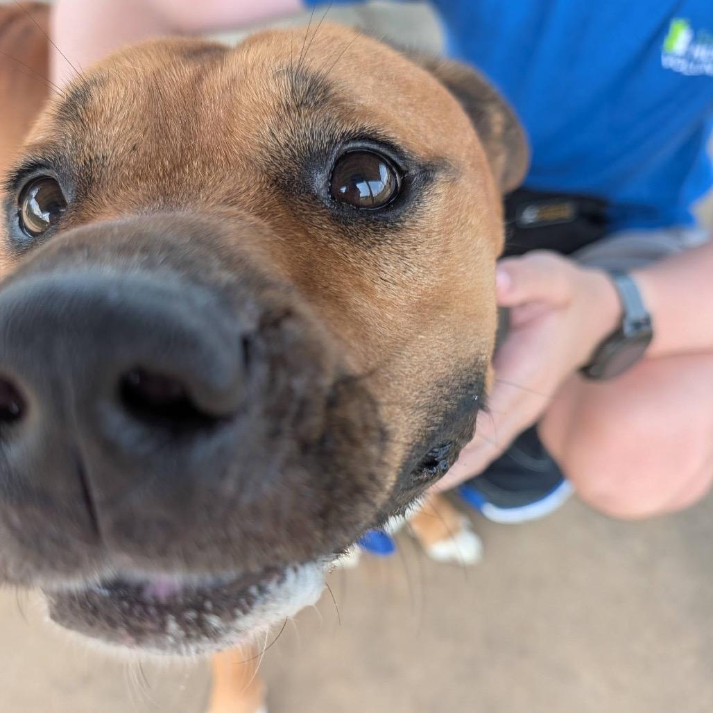 Nyeko, a Adoptable Mixed Breed in Columbiana, AL image 2/6