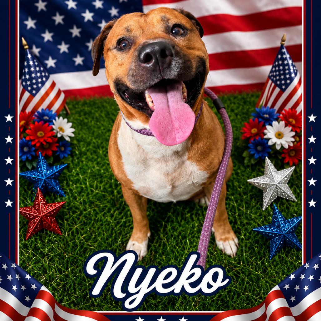 Nyeko, a Adoptable Mixed Breed in Columbiana, AL image 3/6