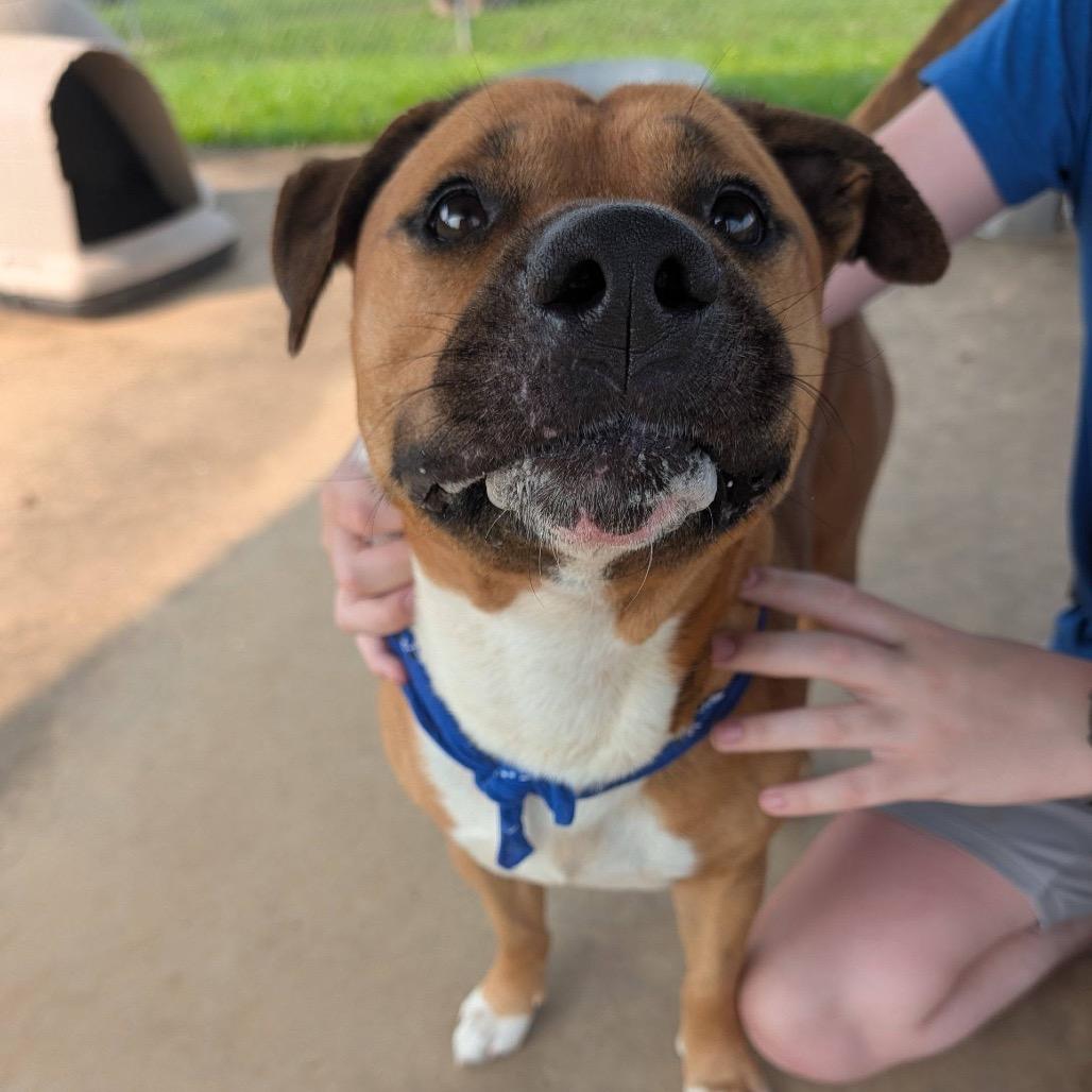 Nyeko, a Adoptable Mixed Breed in Columbiana, AL image 4/6