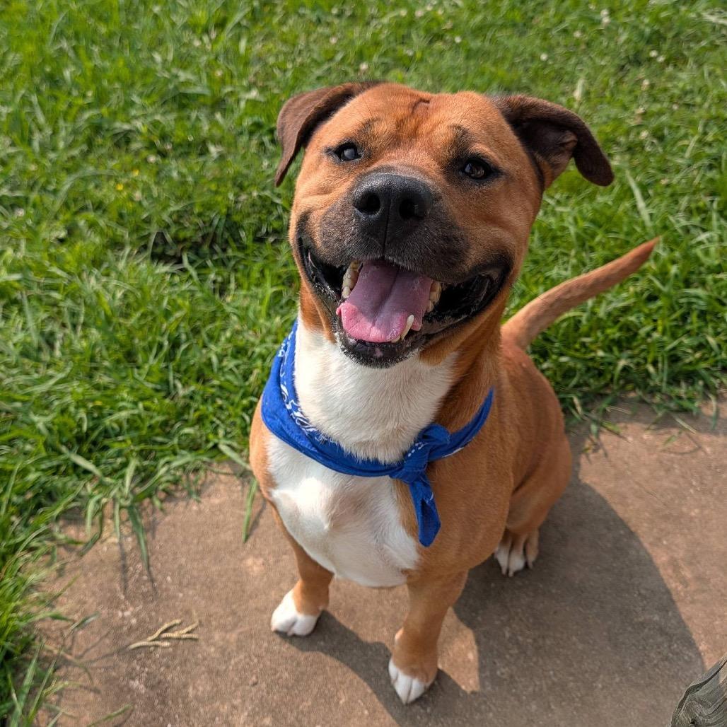 Nyeko, a Adoptable Mixed Breed in Columbiana, AL image 5/6
