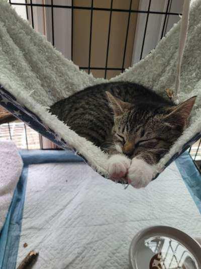 Enlarge Gracie, an adopted Domestic Short Hair in Bellmawr, NJ image 4/4
