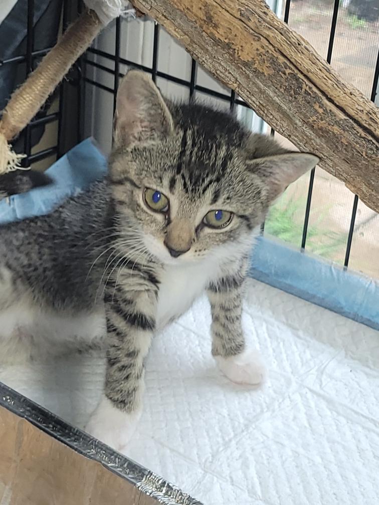 Enlarge Gracie, an adopted Domestic Short Hair in Bellmawr, NJ image 1/4