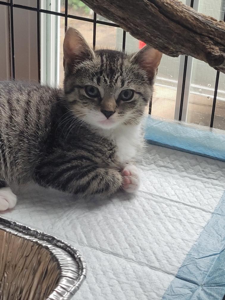 Enlarge Gracie, an adopted Domestic Short Hair in Bellmawr, NJ image 3/4