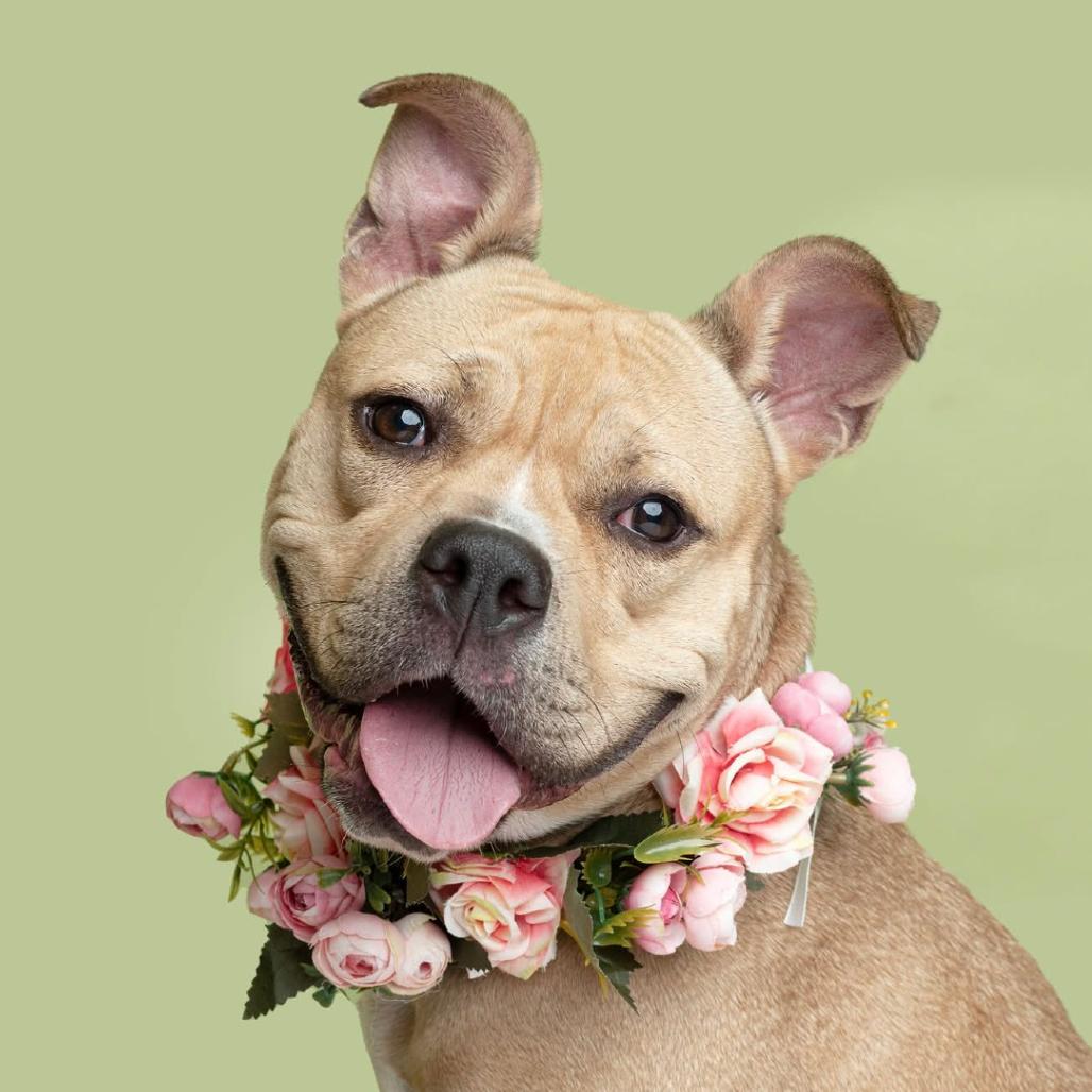 Kizzy, Adoptable, Adult Female Pit Bull Terrier.