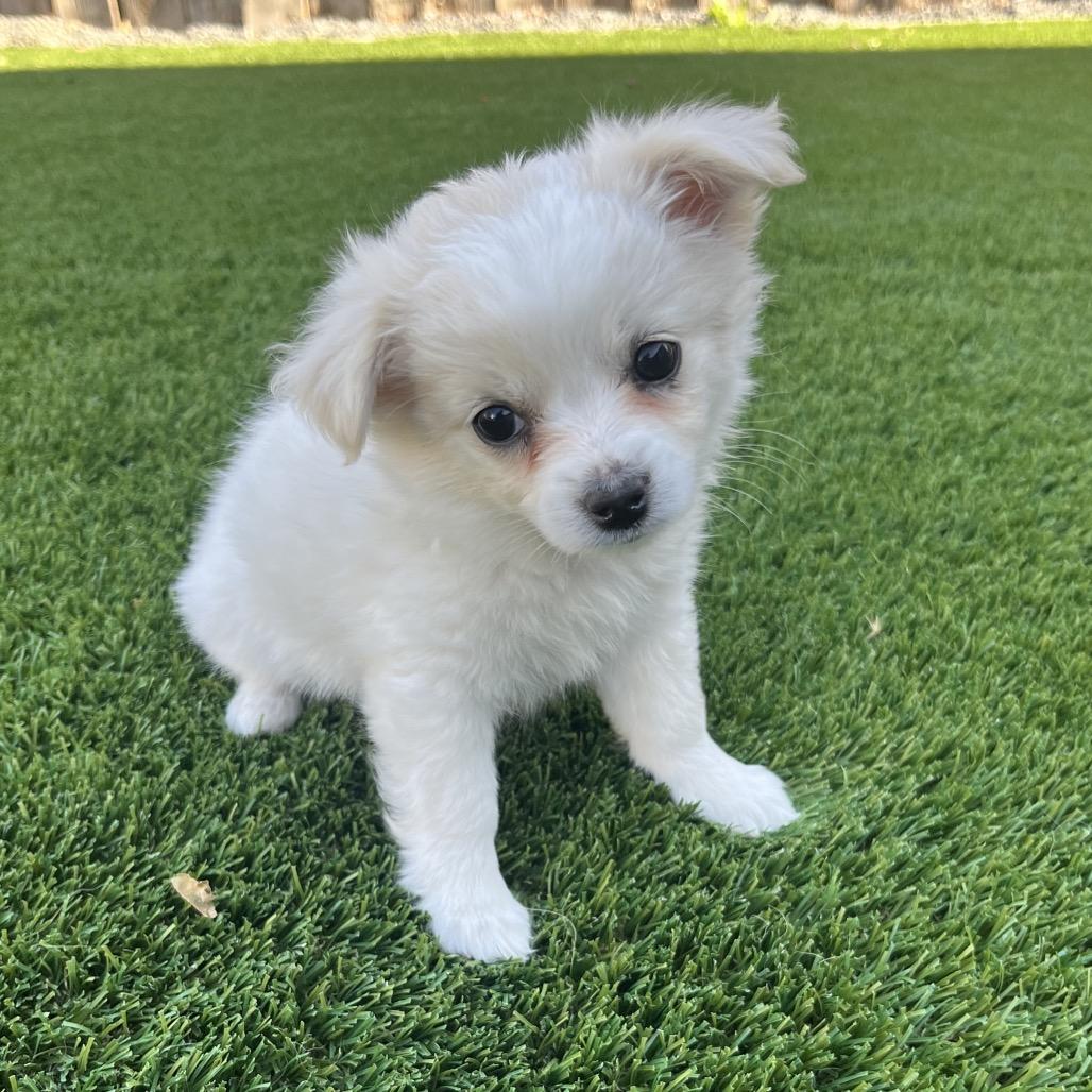 Gemini, Adoptable, Puppy Female Spaniel & Pomeranian.