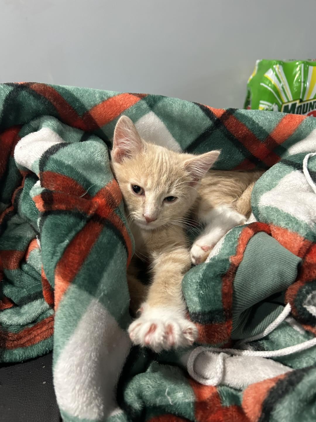 Enlarge Spicy Nugget, a Adoptable Tabby in Richmond Dale, OH image 1/2