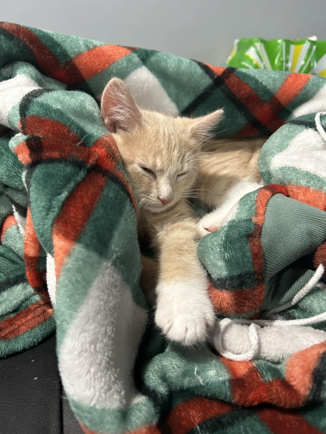 Enlarge Spicy Nugget, a Adoptable Tabby in Richmond Dale, OH image 2/2