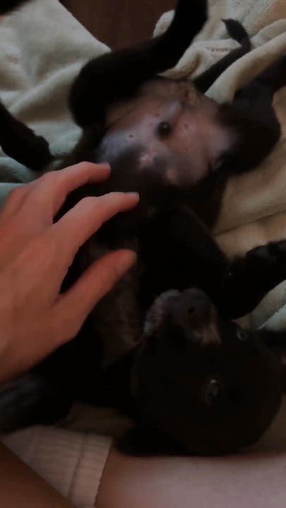 Enlarge Santino, a Adoptable mixed breed in Albany, NY video 5/6