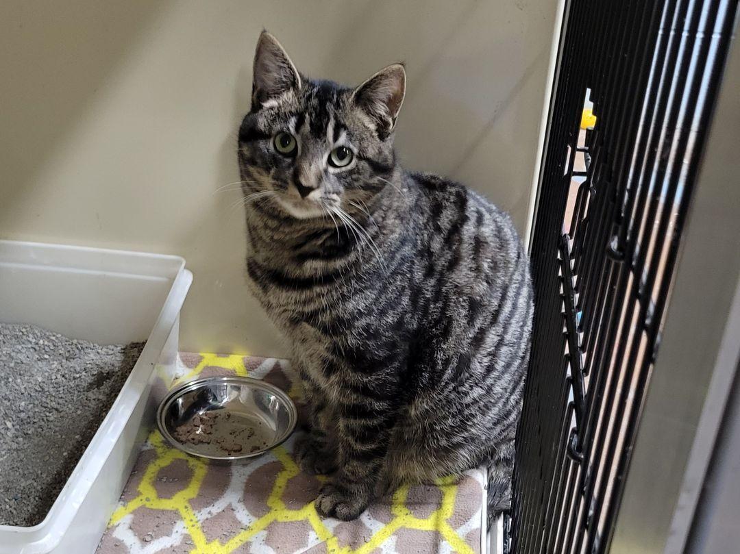 Enlarge Bobby, a Adopted mixed breed in New Martinsville, WV image 1/3