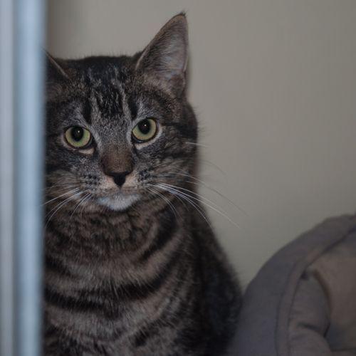 Enlarge Bobby, a Adopted mixed breed in New Martinsville, WV image 2/3