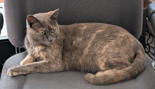 Enlarge Gemma - gorgeous explorer, a Adoptable mixed breed in San Luis Obispo, CA image 1/2
