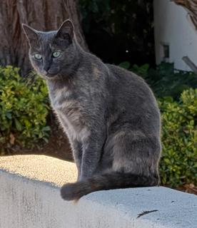 Enlarge Gemma - gorgeous explorer, a Adoptable mixed breed in San Luis Obispo, CA image 2/2