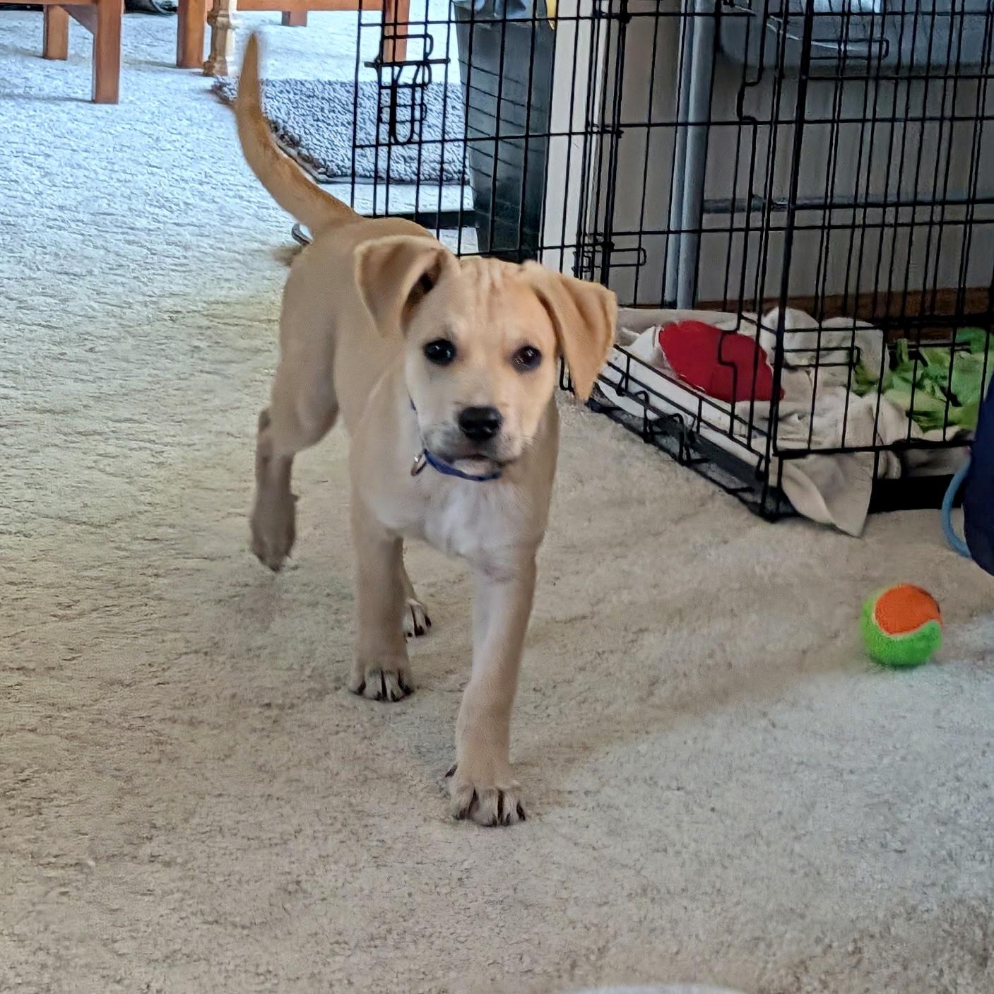 Enlarge Whiskey, a Adopted mixed breed in Prior Lake, MN image 3/5