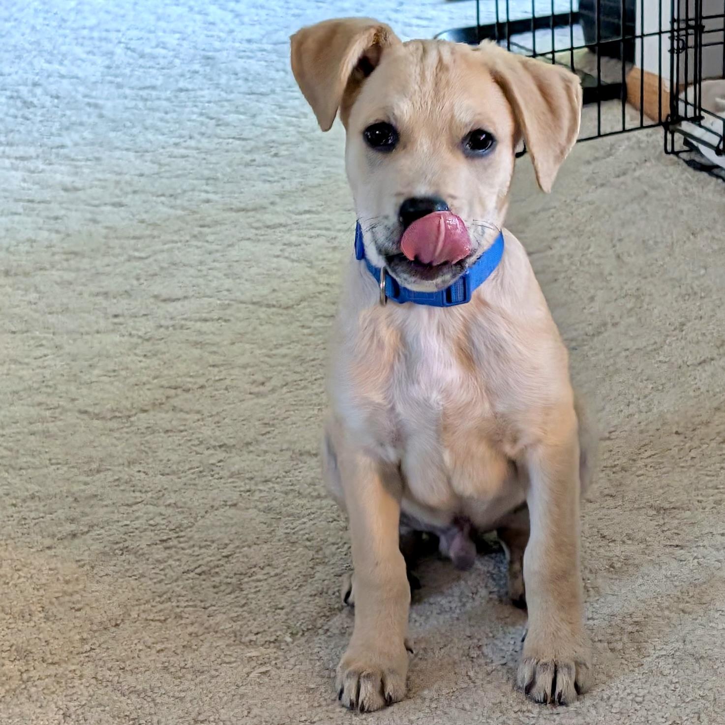Enlarge Whiskey, a Adopted mixed breed in Prior Lake, MN image 2/5