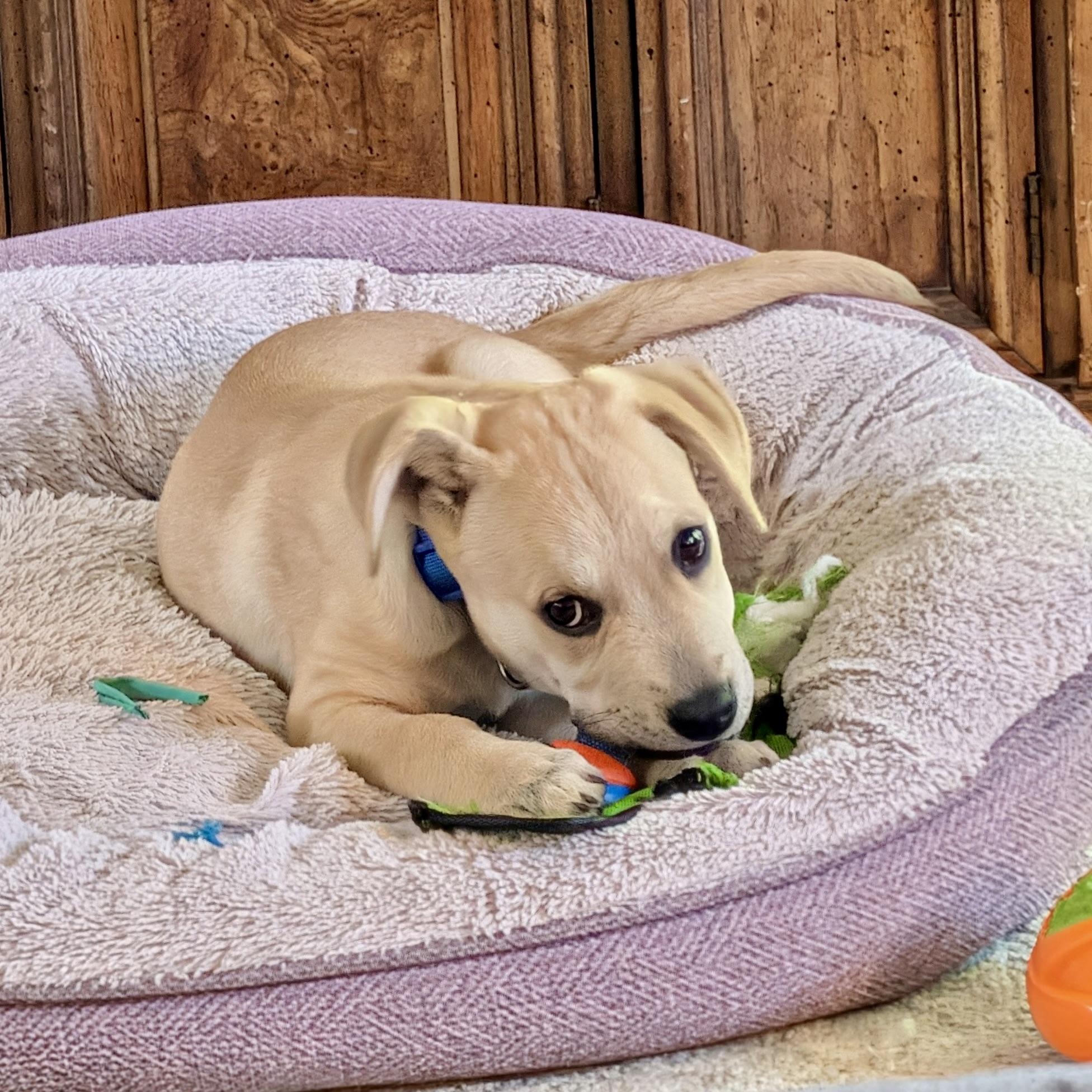 Enlarge Whiskey, a Adopted mixed breed in Prior Lake, MN image 4/5