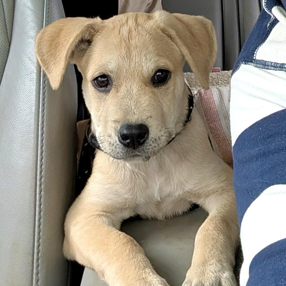 Whiskey, Adopted, Puppy Male Labrador Retriever & Mixed Breed.