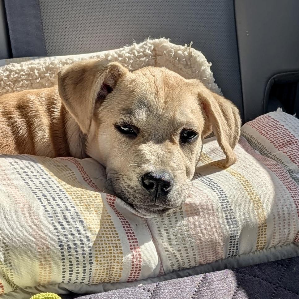 Enlarge Whiskey, a Adopted mixed breed in Prior Lake, MN image 5/5