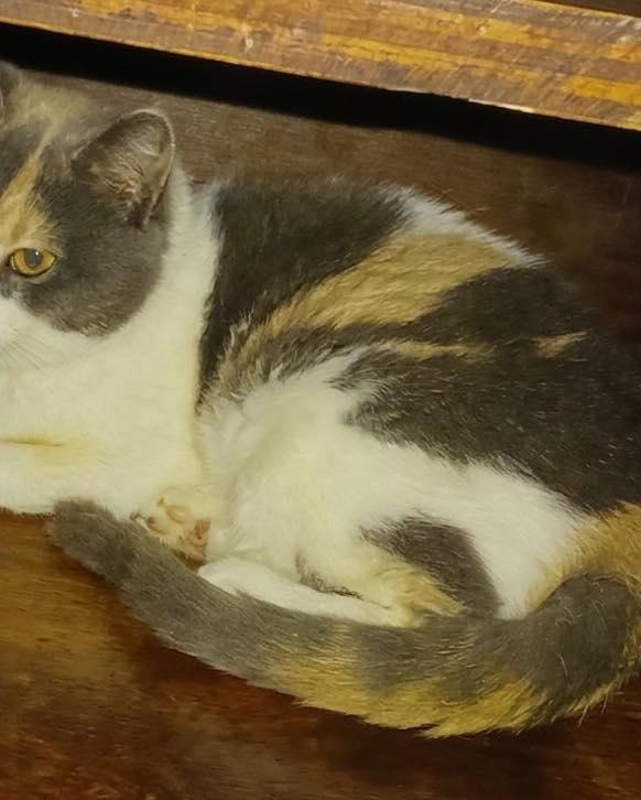 Enlarge Cece, a ADOPTABLE Domestic Short Hair in Dyer, IN image 1/1
