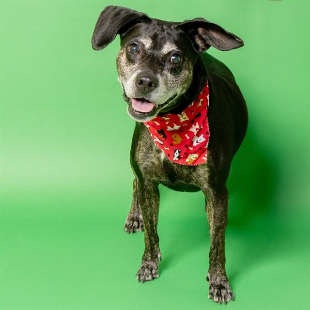 TILLIE, Adoptable, Young Female Labrador Retriever & Mixed Breed.