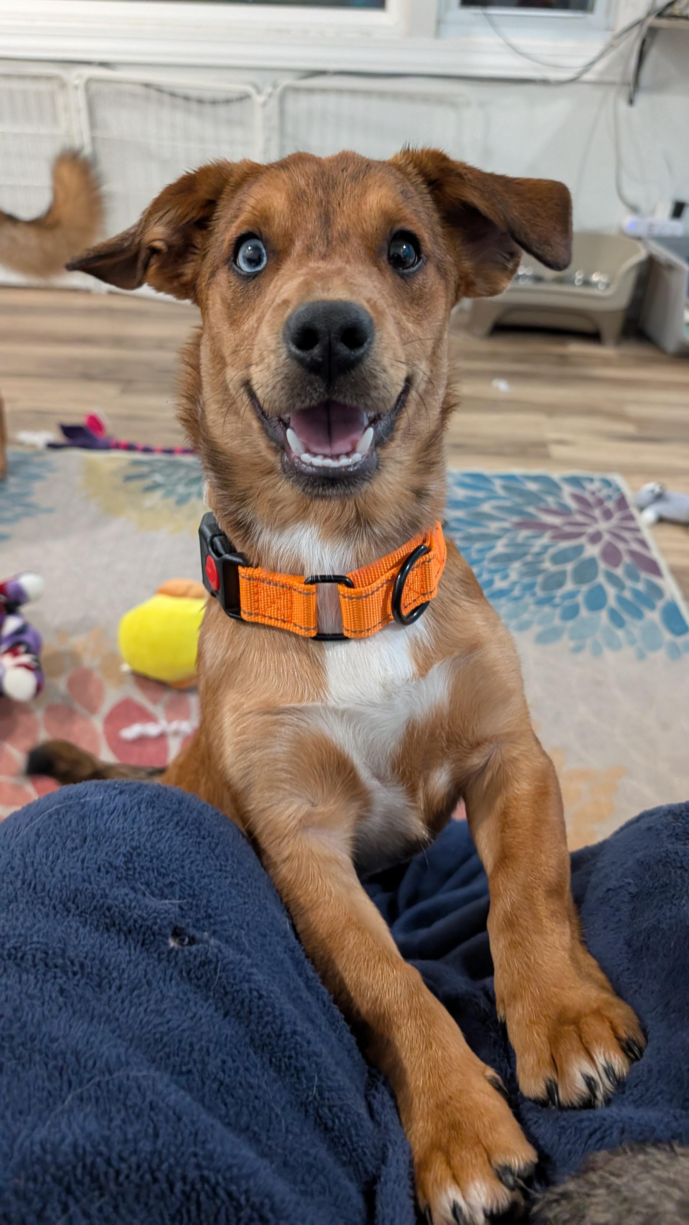 Arlo, adopted, Young Male Australian Shepherd & Chihuahua.