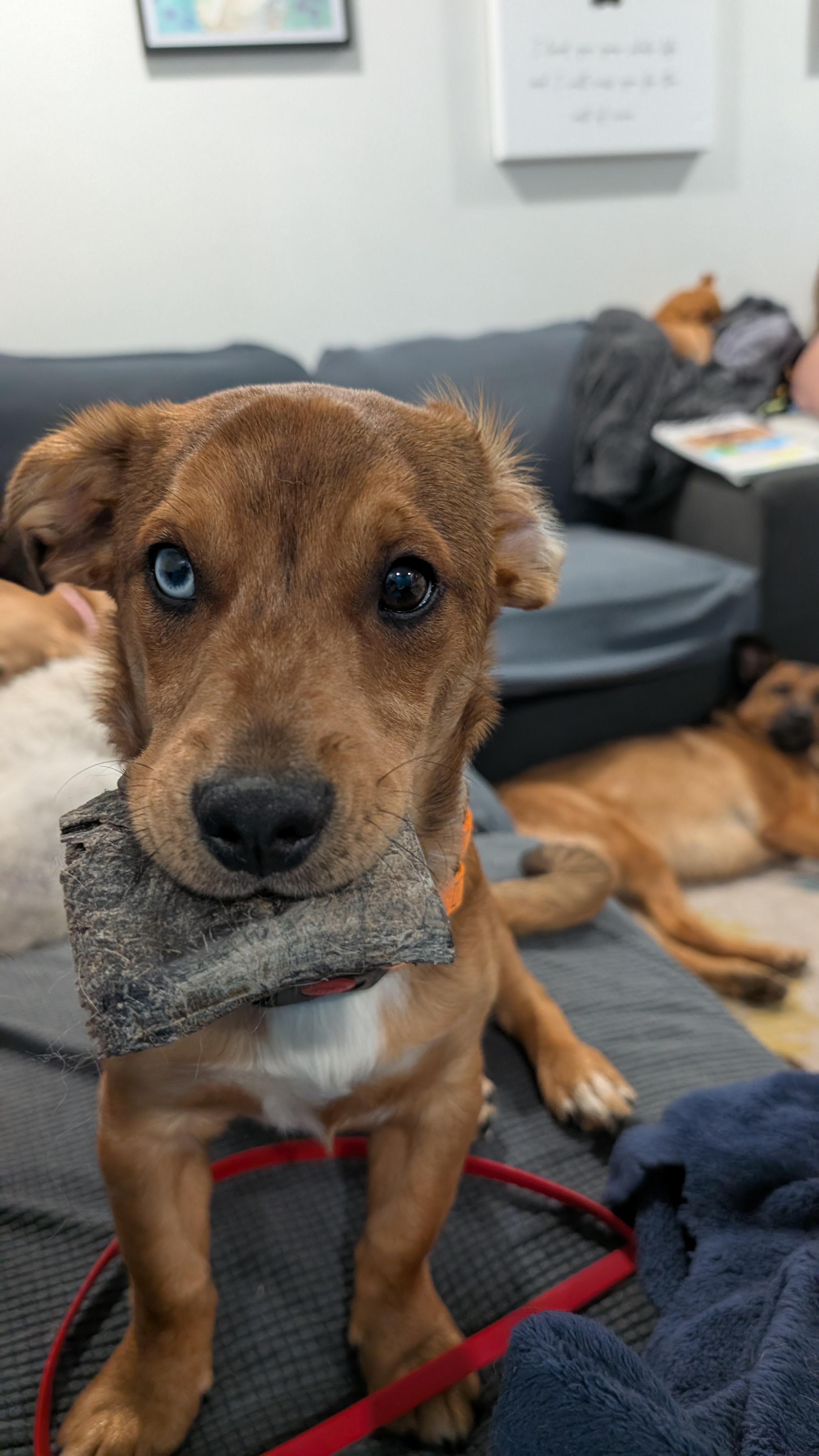 Arlo, an adopted mixed breed in Sturgis, MI image 3/6