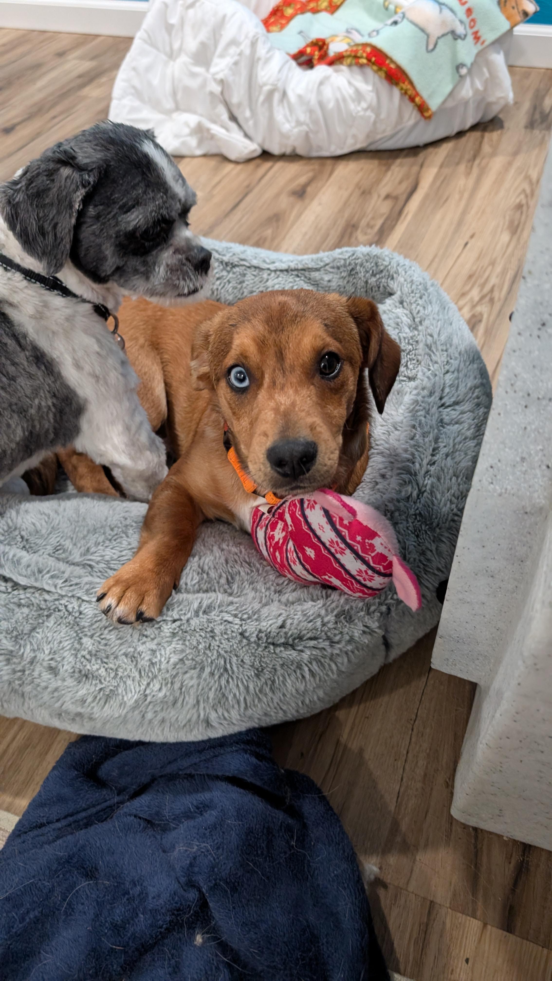 Arlo, an adopted mixed breed in Sturgis, MI image 6/6