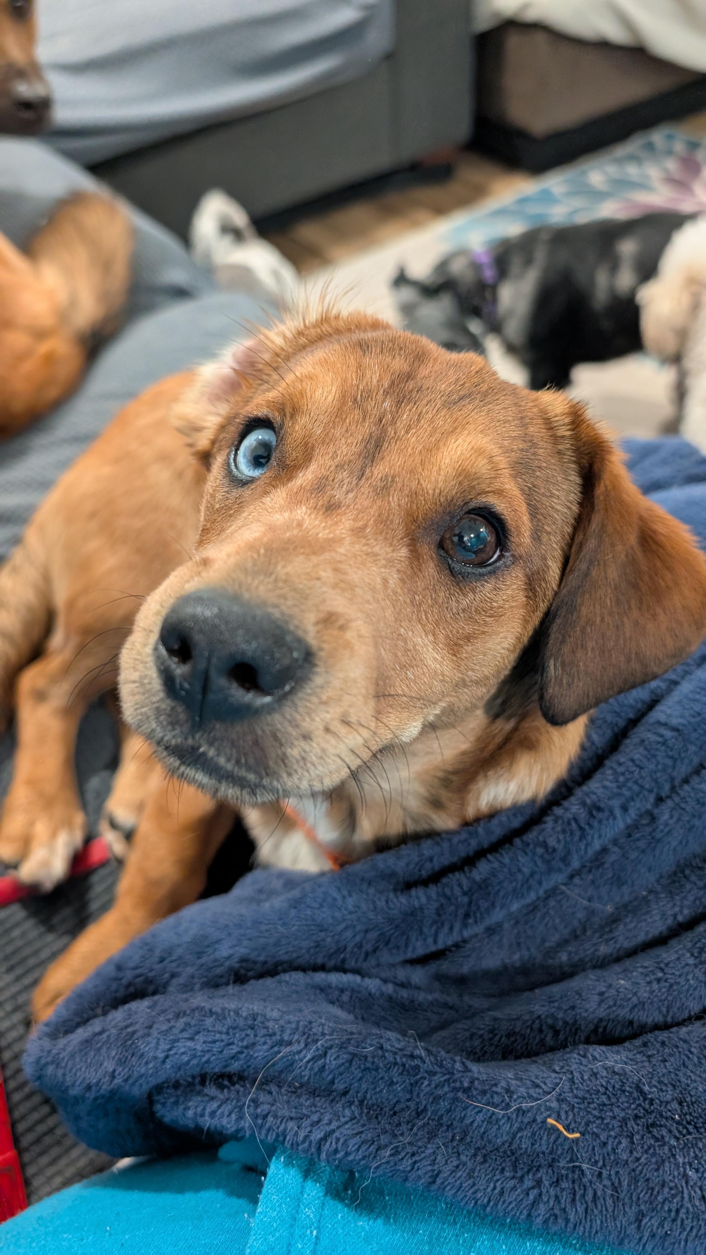Arlo, an adopted mixed breed in Sturgis, MI image 2/6