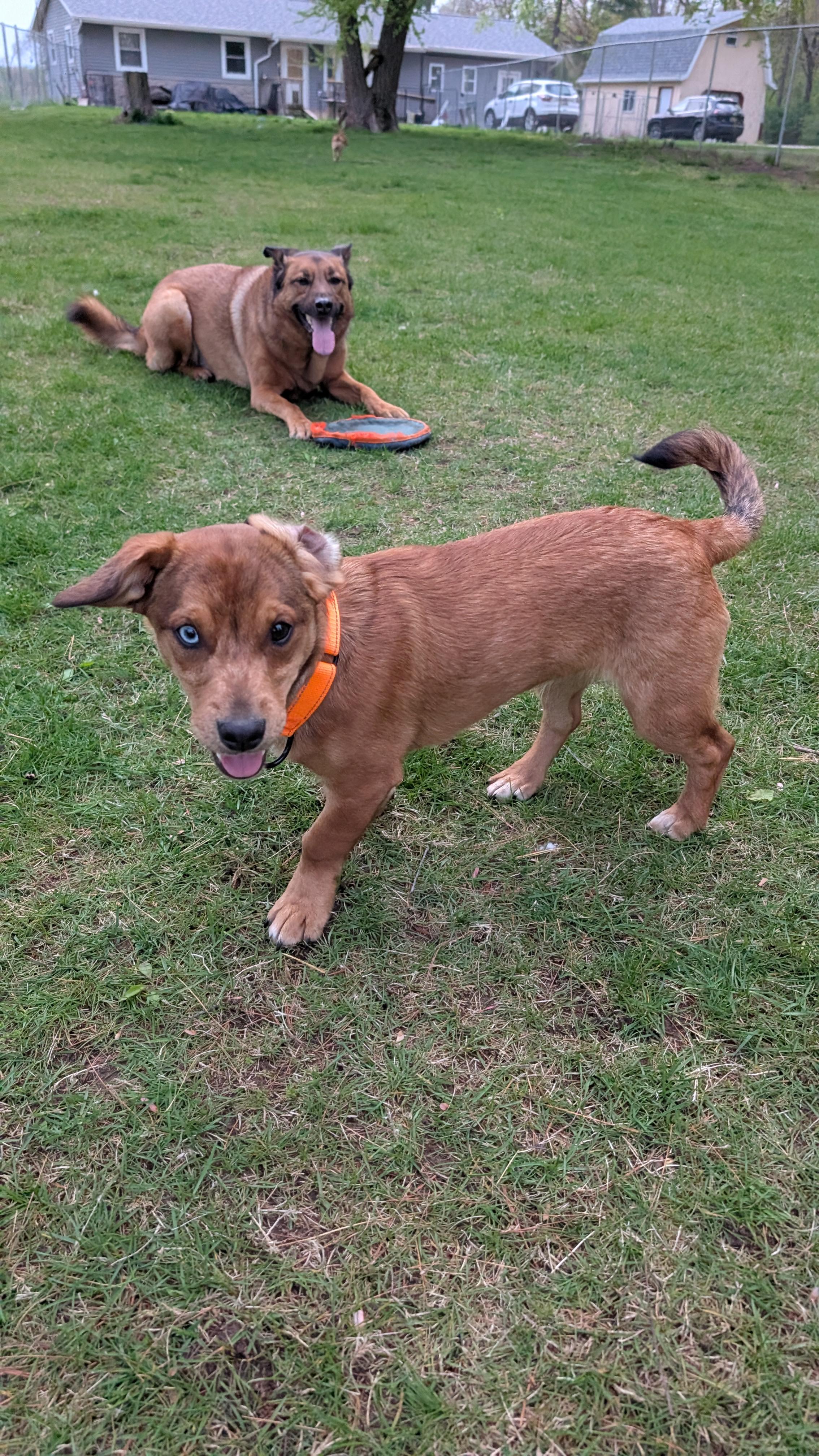 Arlo, an adopted mixed breed in Sturgis, MI image 4/6