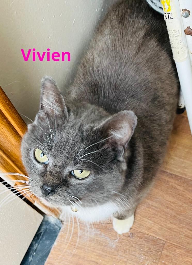 Vivien, Adopted, Adult Female Domestic Short Hair.
