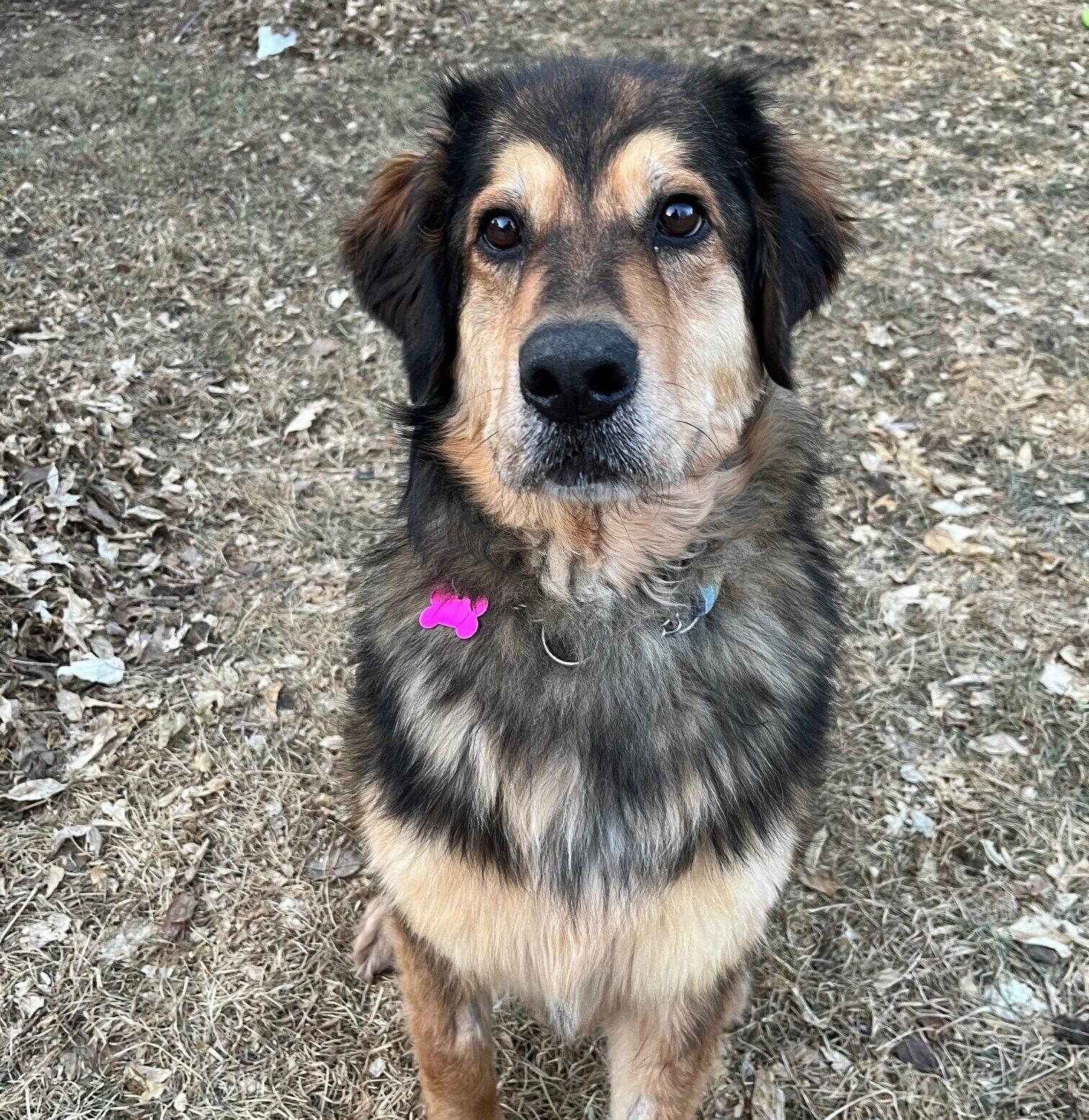 Enlarge Tessa, a ADOPTABLE mixed breed in Calgary, AB image 2/4