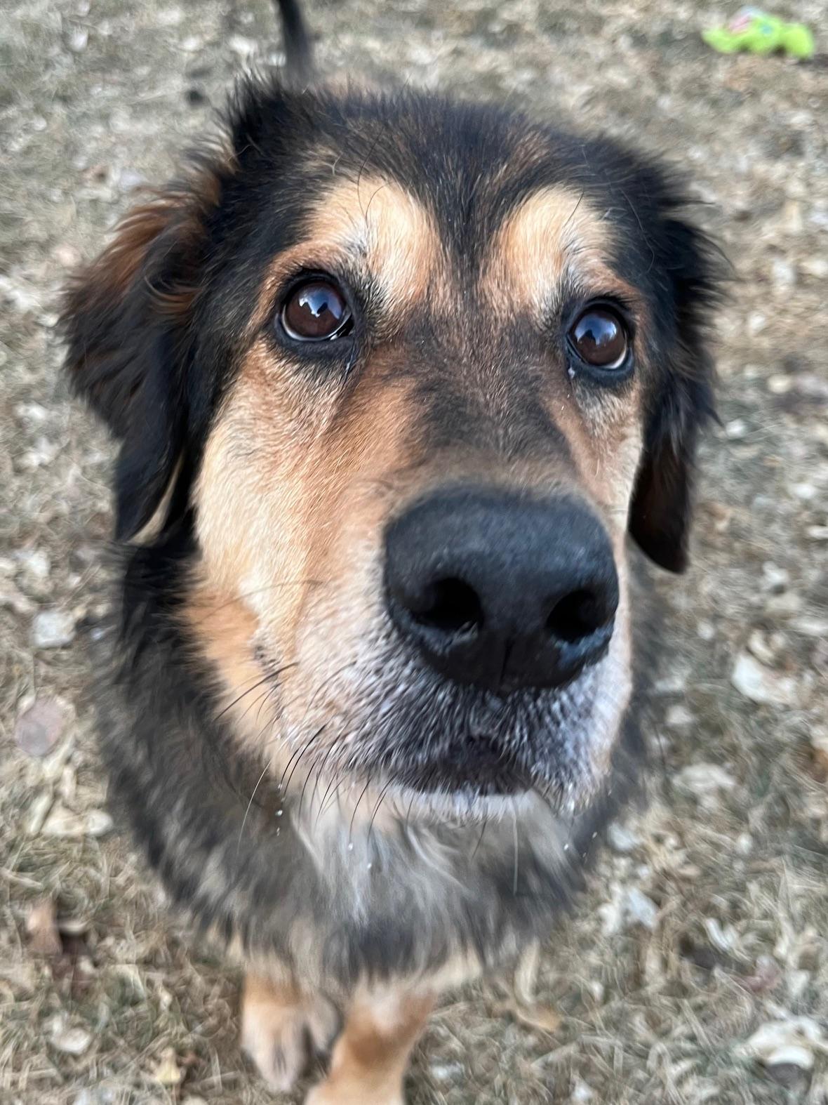 Enlarge Tessa, a ADOPTABLE mixed breed in Calgary, AB image 3/4