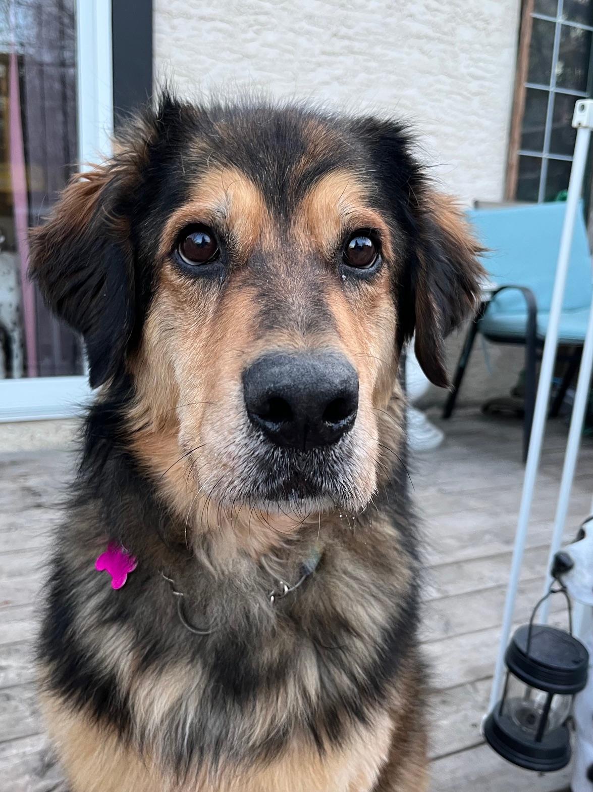 Enlarge Tessa, a ADOPTABLE mixed breed in Calgary, AB image 1/4