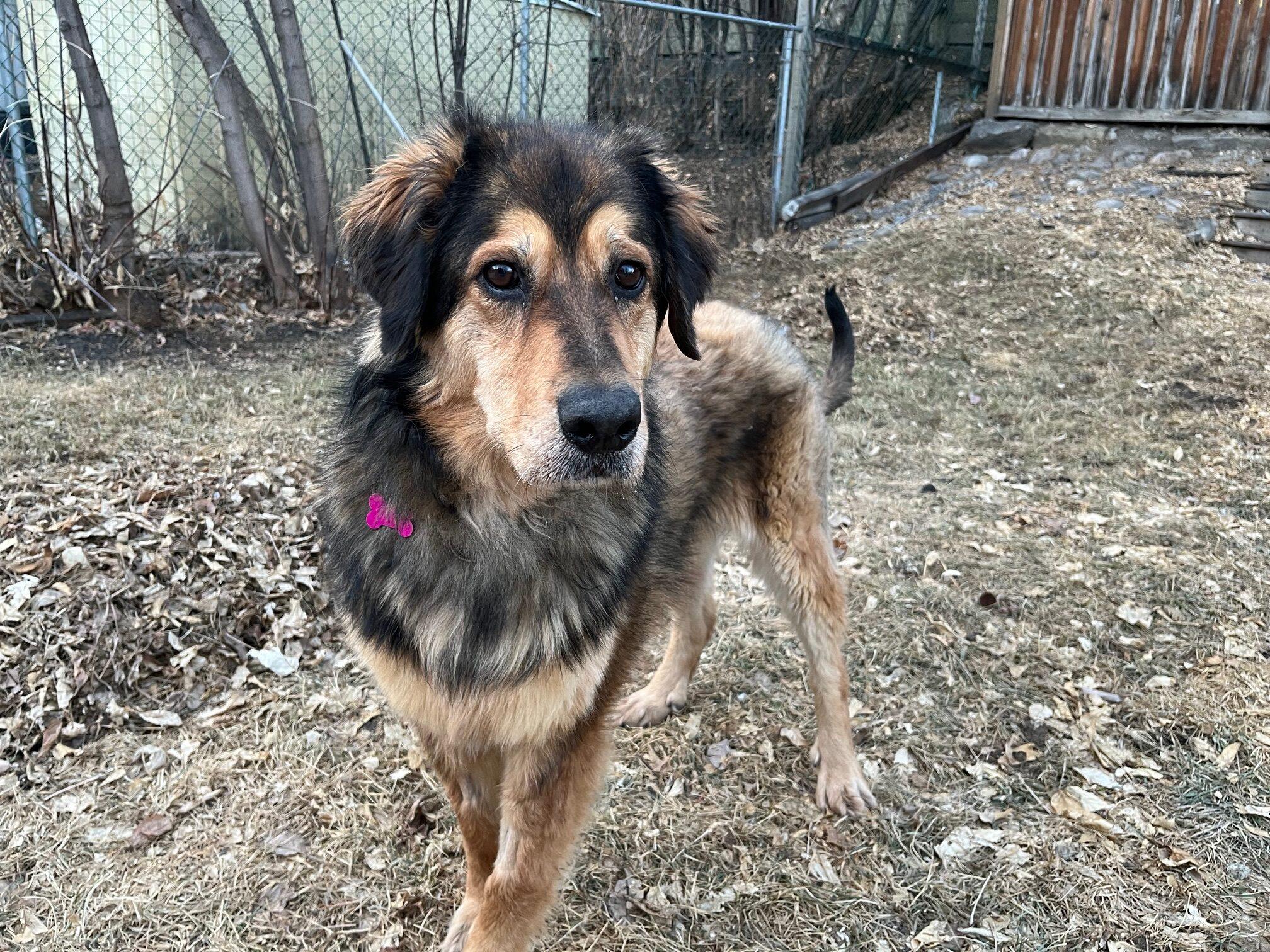 Enlarge Tessa, a ADOPTABLE mixed breed in Calgary, AB image 4/4