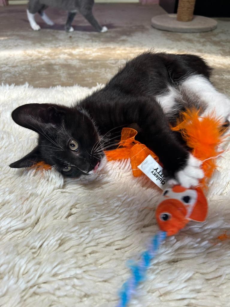 Enlarge Souffle, a Adoptable mixed breed in Los Angeles, CA image 6/6