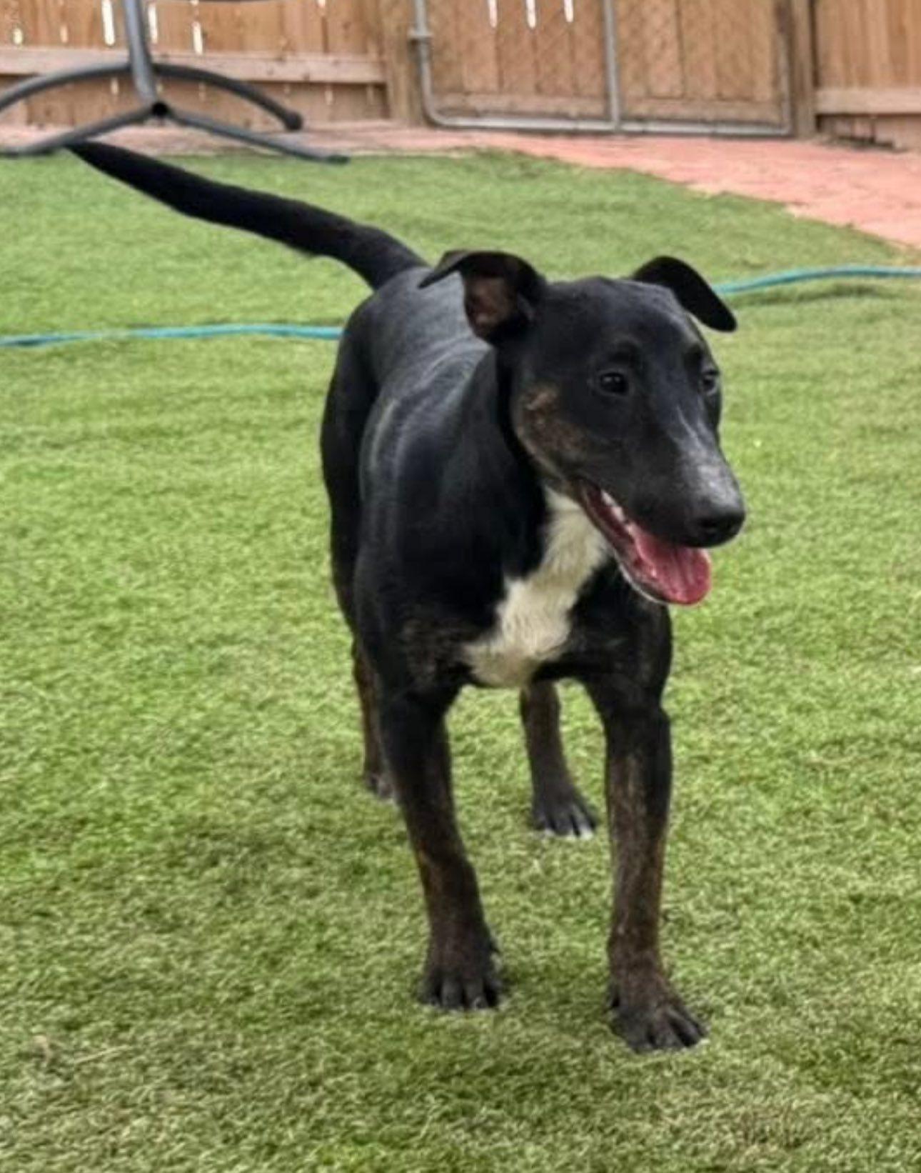 Enlarge Stella, a Adoptable mixed breed in Concord, NH image 4/6