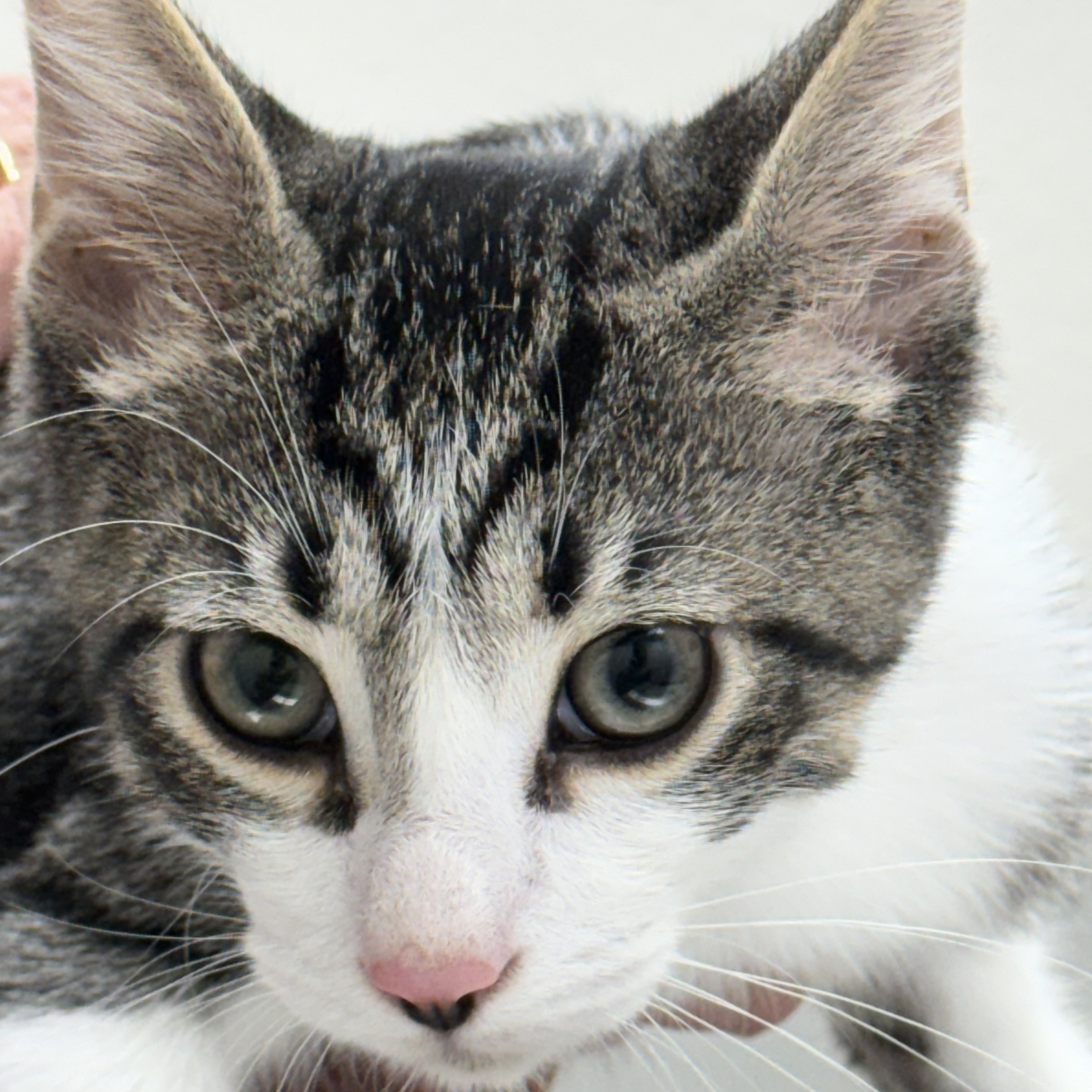 Chandler, a Adoptable Tabby in New Port Richey, FL image 2/3