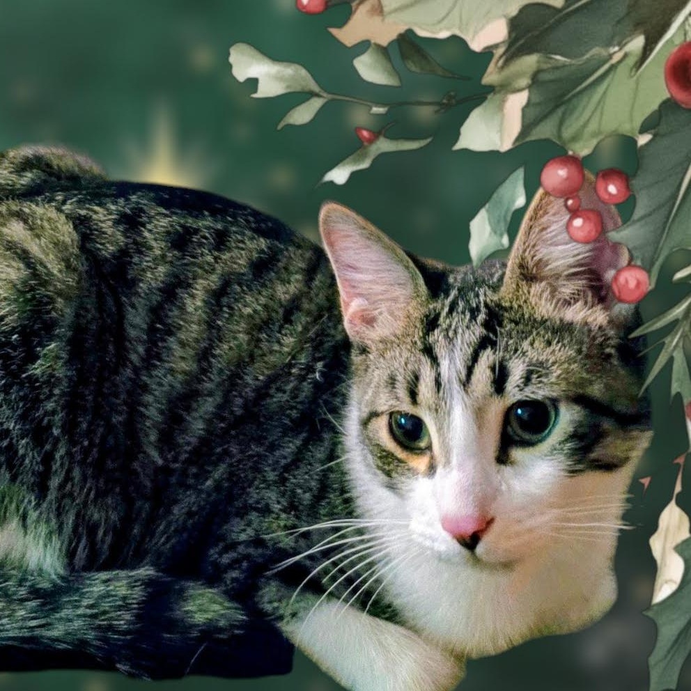 Chandler, Young Male Tabby