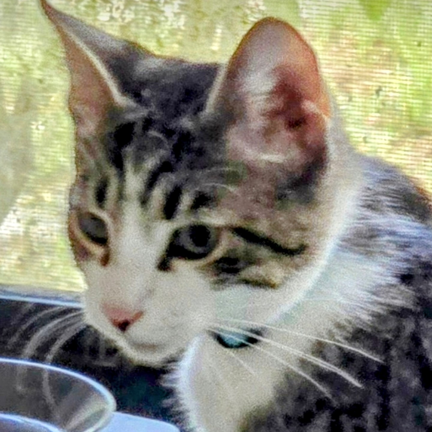 Chandler, a Adoptable Tabby in New Port Richey, FL image 3/3