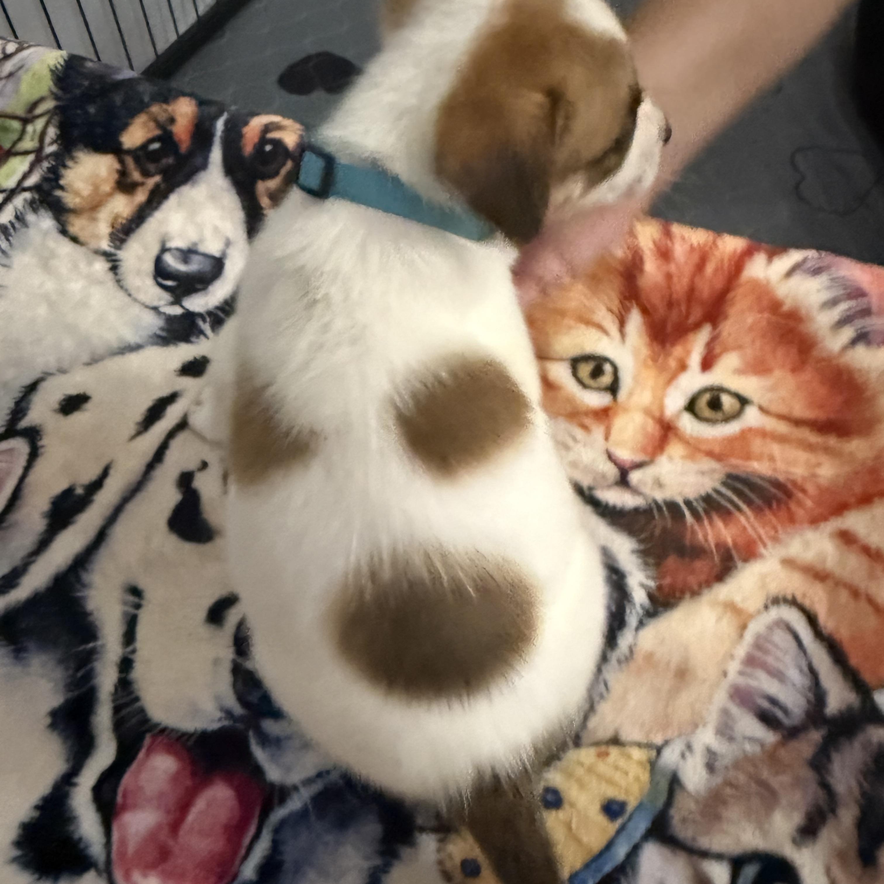 Boo, an adoptable mixed breed in Kings Mountain, NC image 6/6