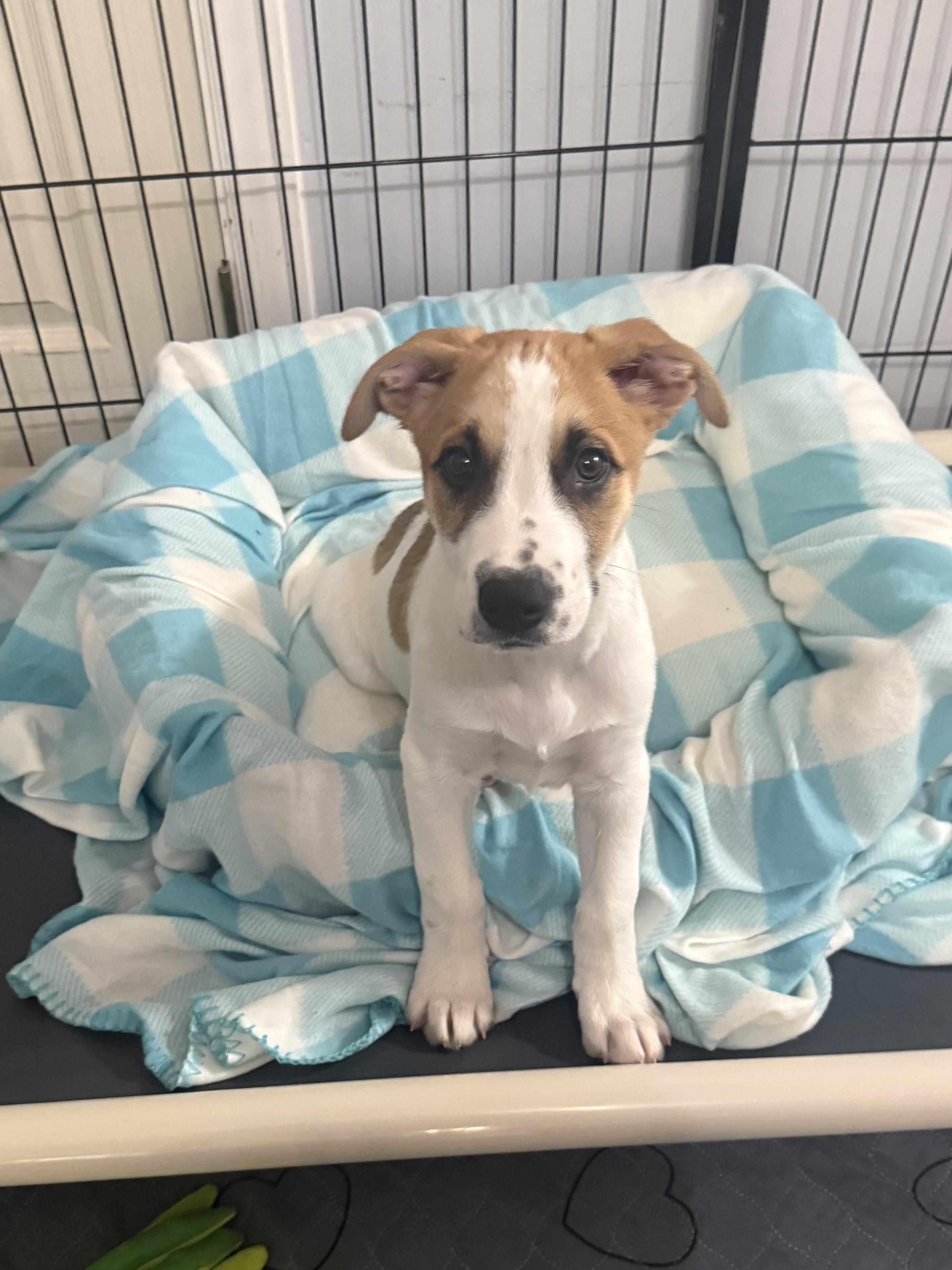 Boo, an adoptable mixed breed in Kings Mountain, NC image 1/6