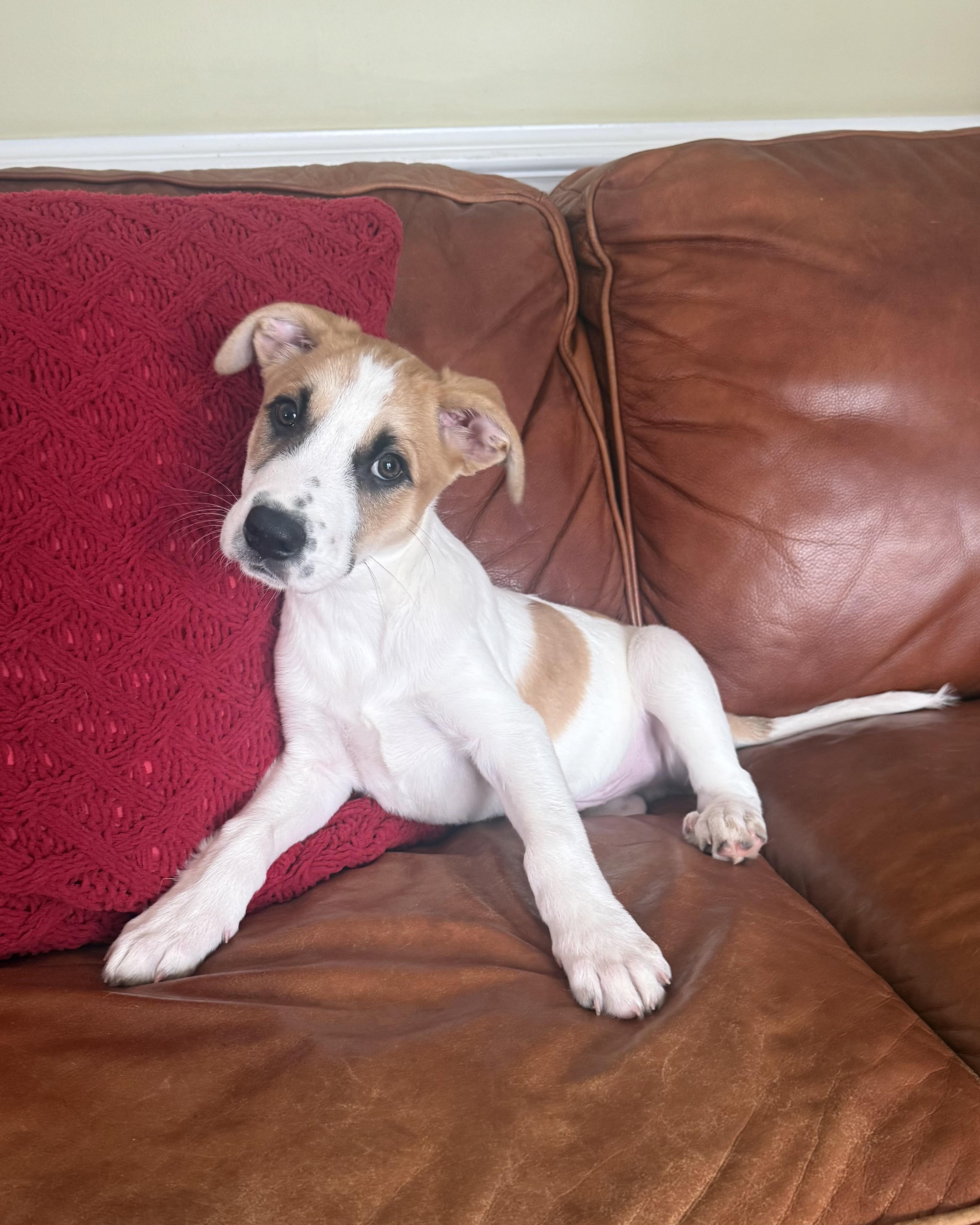Boo, an adoptable mixed breed in Kings Mountain, NC image 2/6