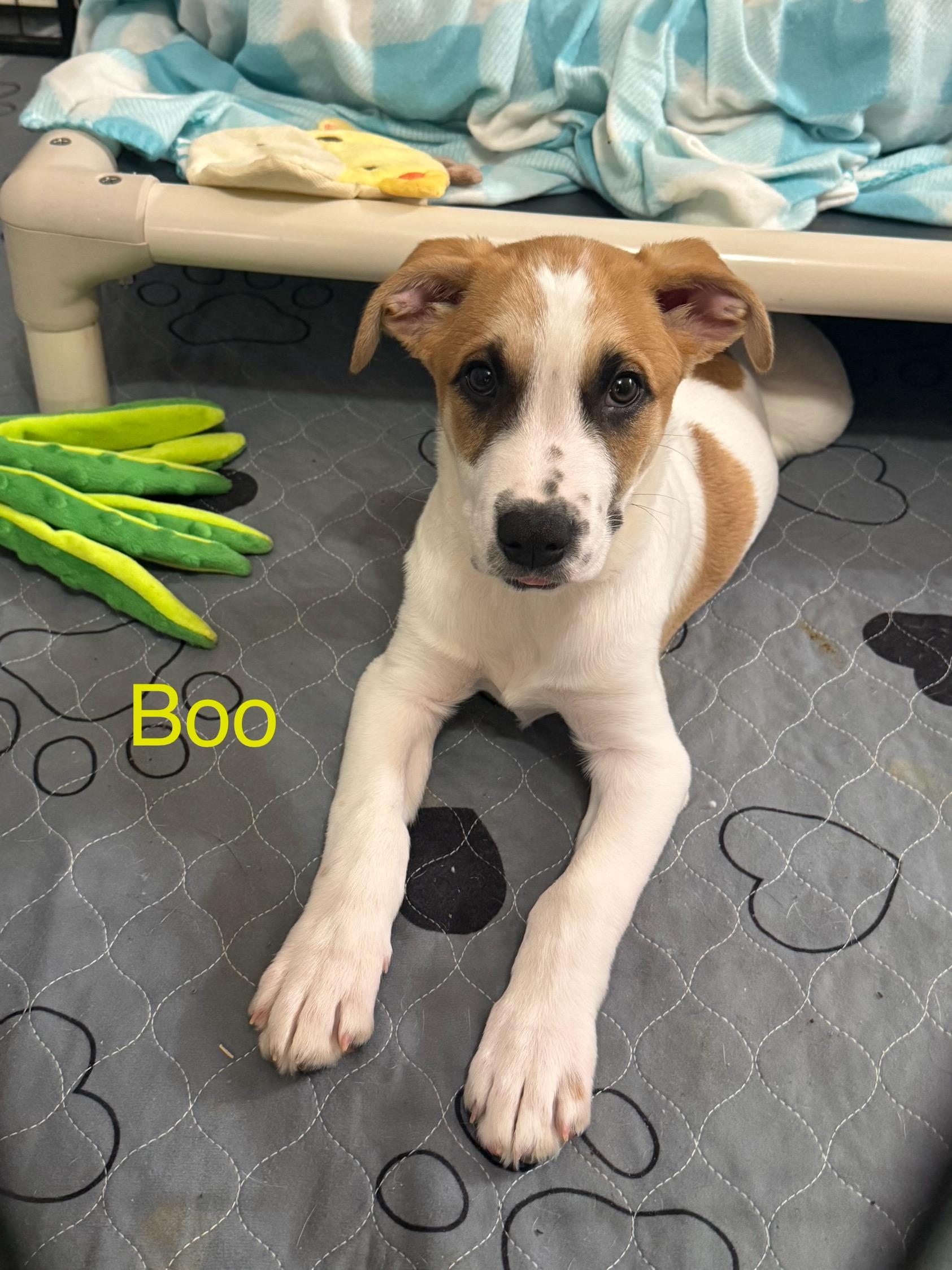 Boo, an adoptable mixed breed in Kings Mountain, NC image 3/6